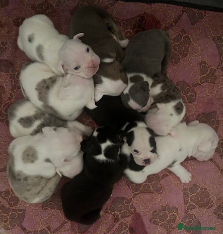 English Bulldog dogs - Advert 1