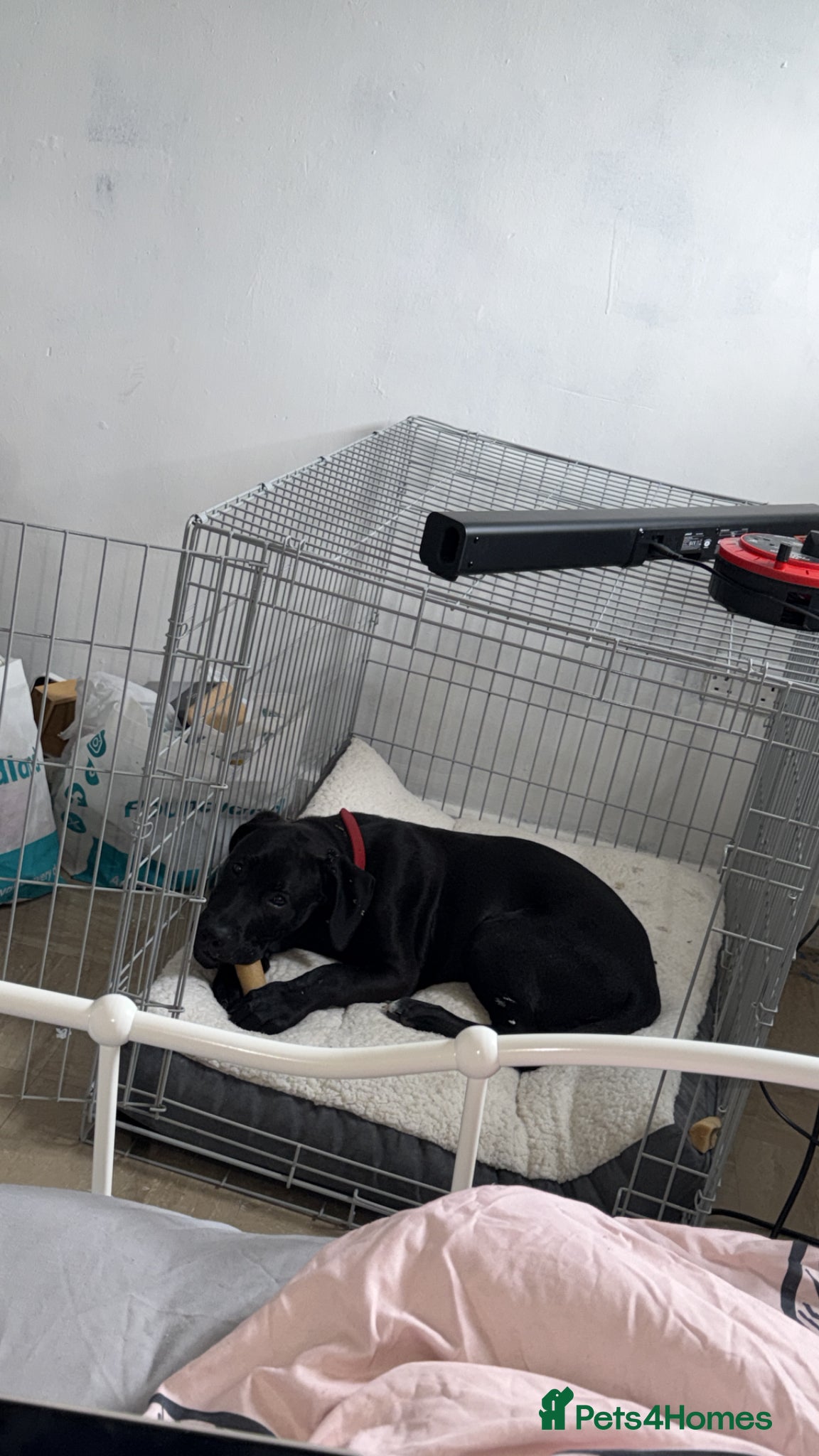 Mixed Breed dogs for sale: Make Puppy for Sale in Coventry - Advert 4
