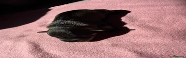 Cooper Puppy 2