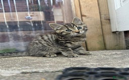 British Longhair cats for sale: British long hair  - Image 4