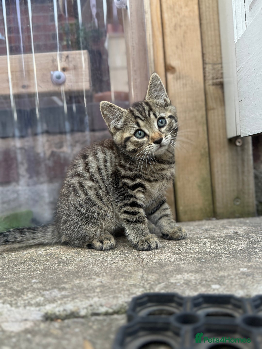 British Longhair cats for sale: British long hair  - Image 4