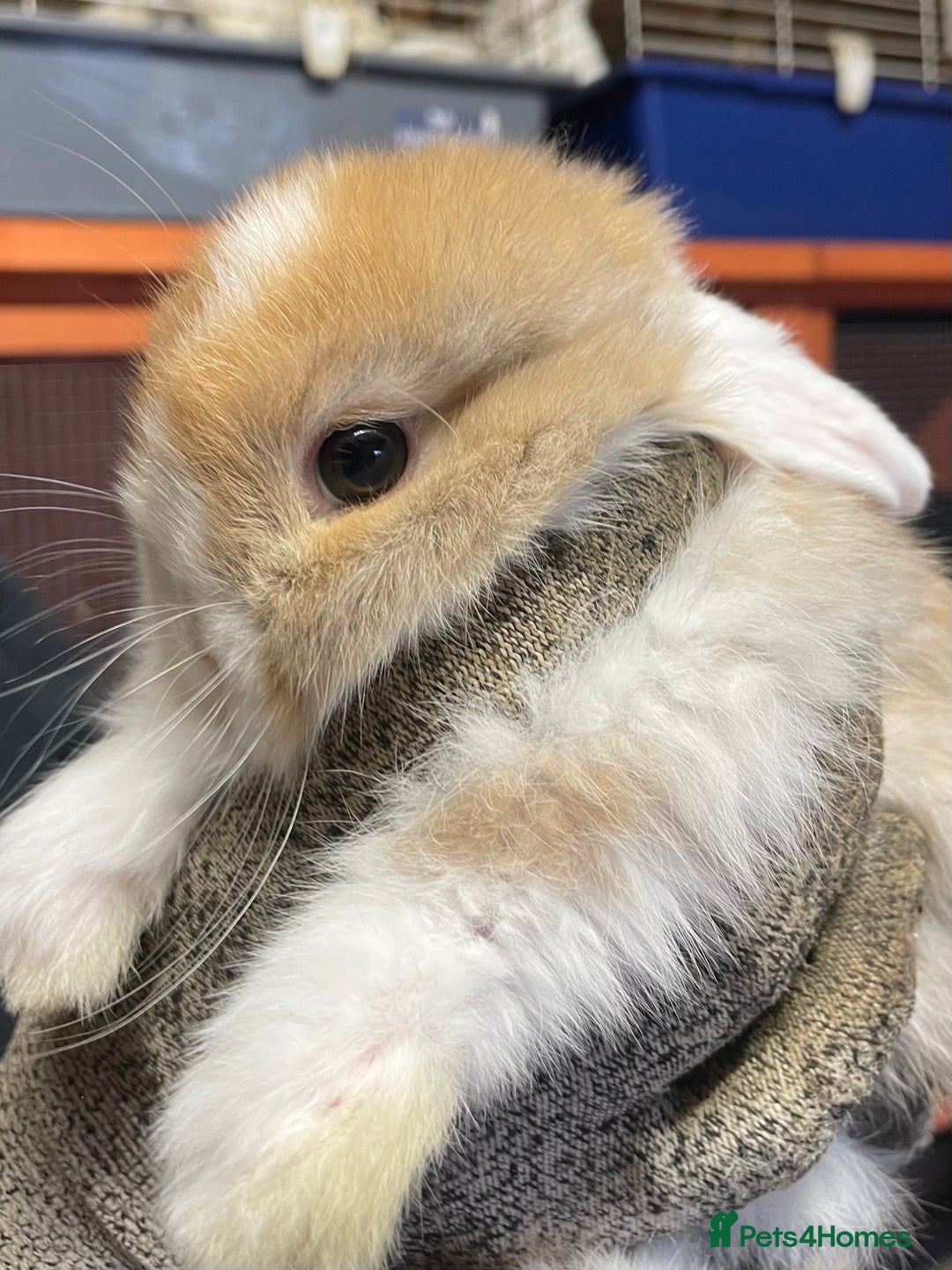 Mini Lop rabbits for sale: Extra Special Mini Lop Babies Bunnies  - Advert 11