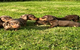 Miniature Dachshund dogs for sale: Beautiful Miniature chocolate & Dapple Puppies - Image 3