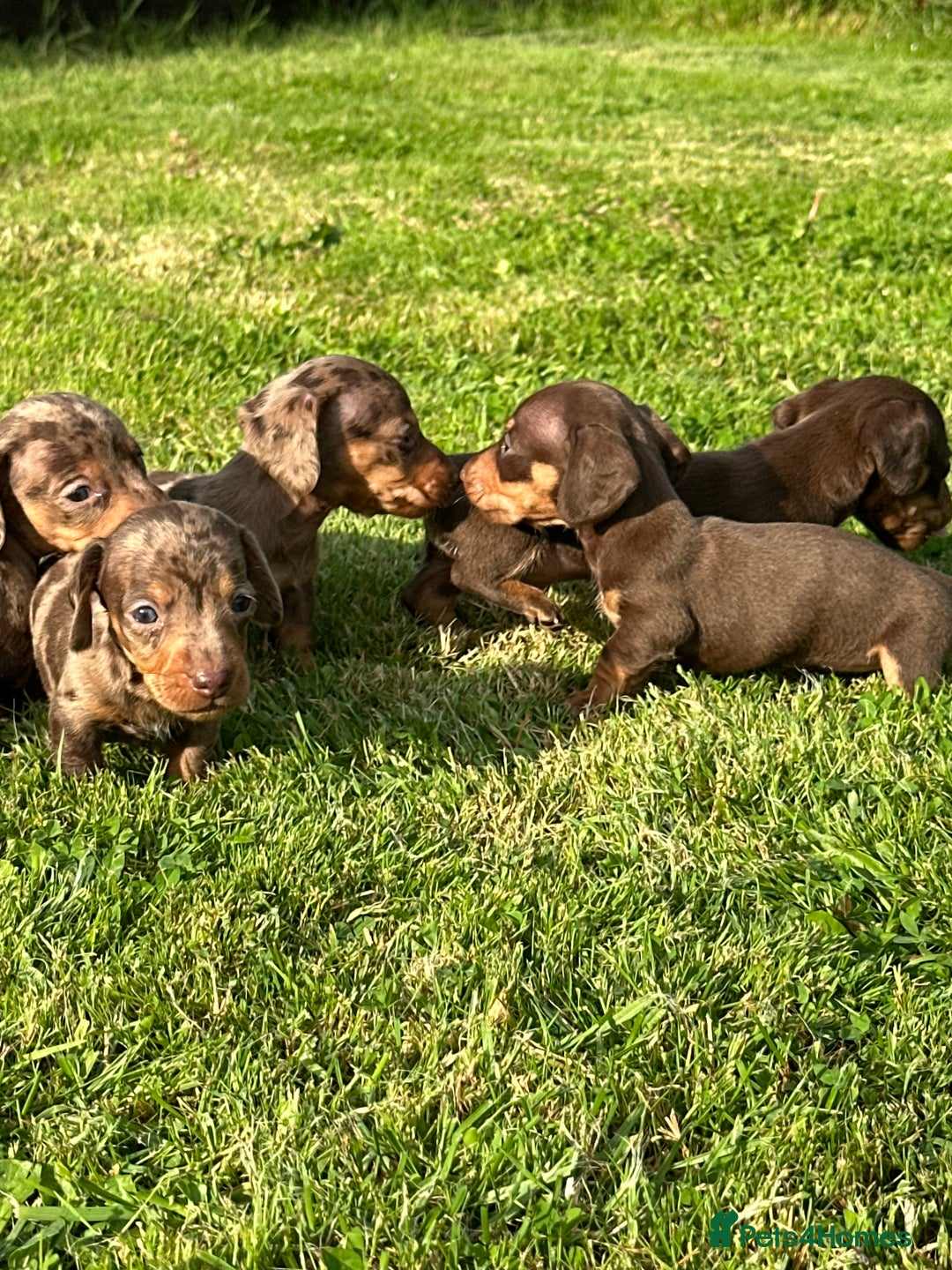 Miniature Dachshund dogs for sale: Beautiful Miniature chocolate & Dapple Puppies - Image 3