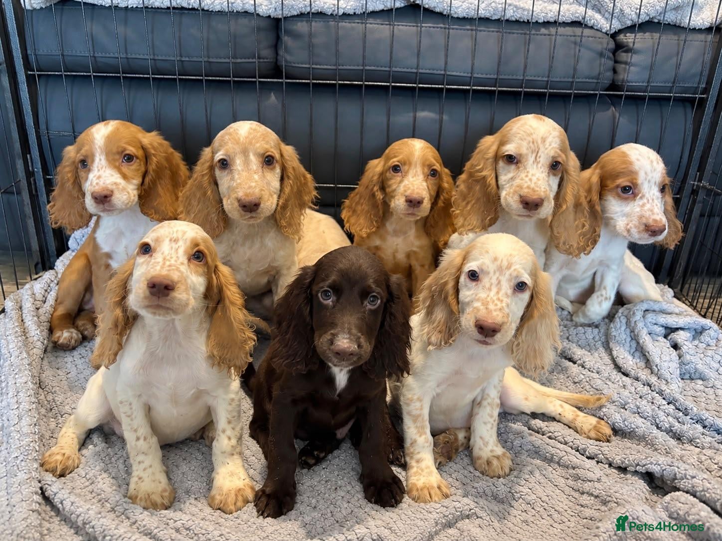 Cocker Spaniel dogs Cocker Spaniel Puppies Ready Now - Advert 1