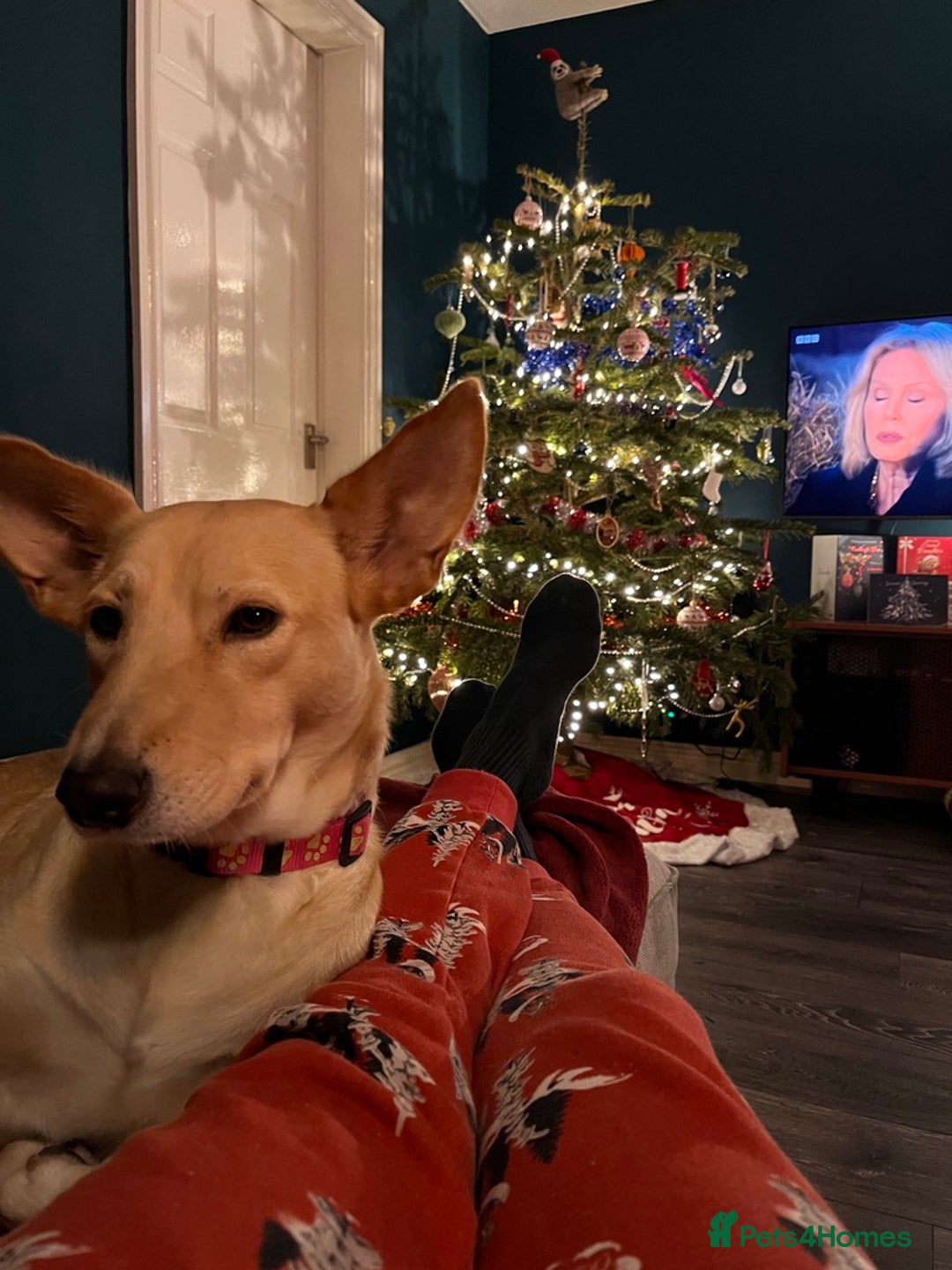 Mixed Breed dogs for adoption: Amber is looking for her forever home - Advert 1