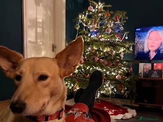 Mixed Breed dogs Amber is looking for her forever home - Advert 2