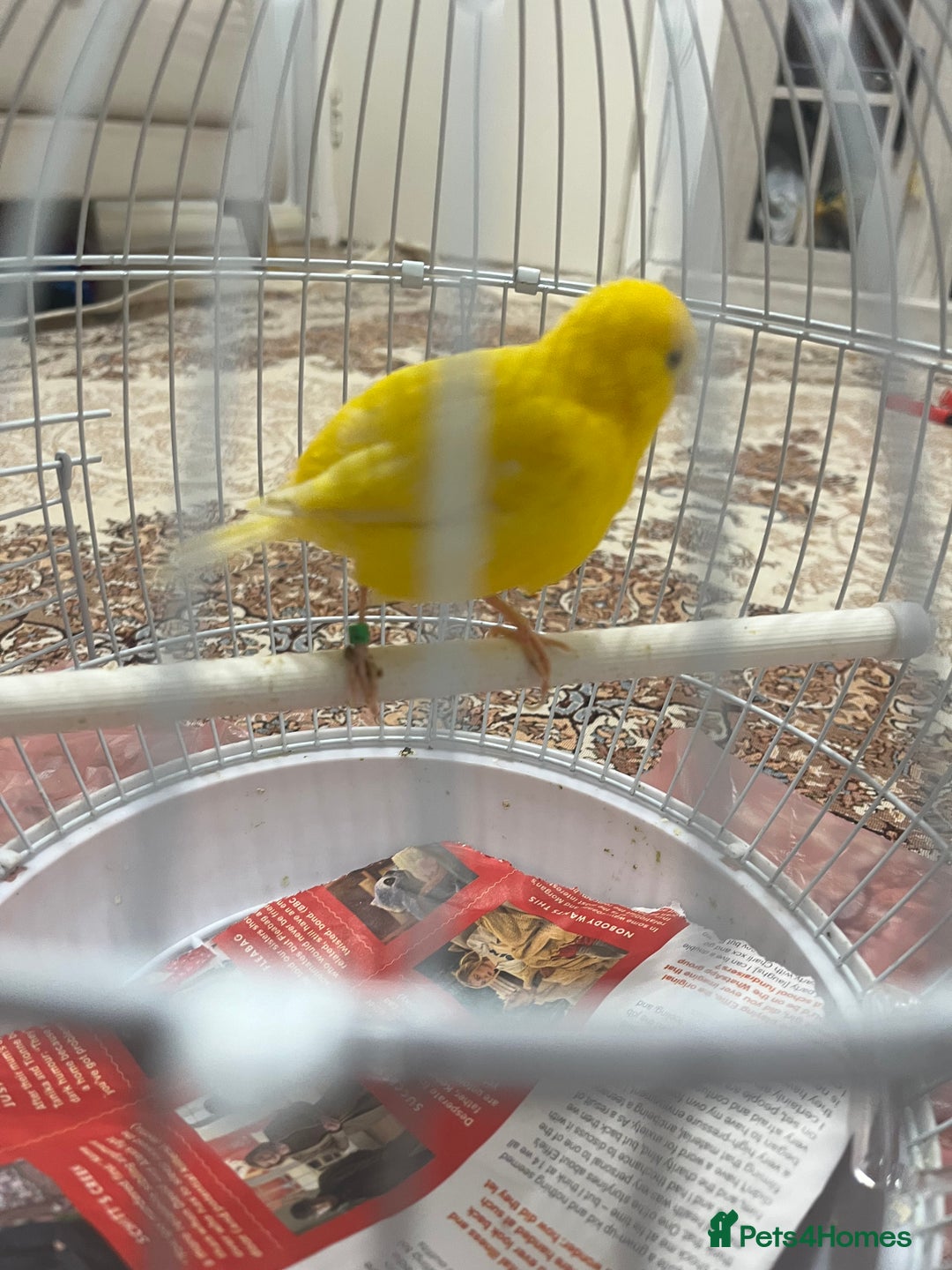 Lovebirds birds for sale: Male & female  - Advert 4