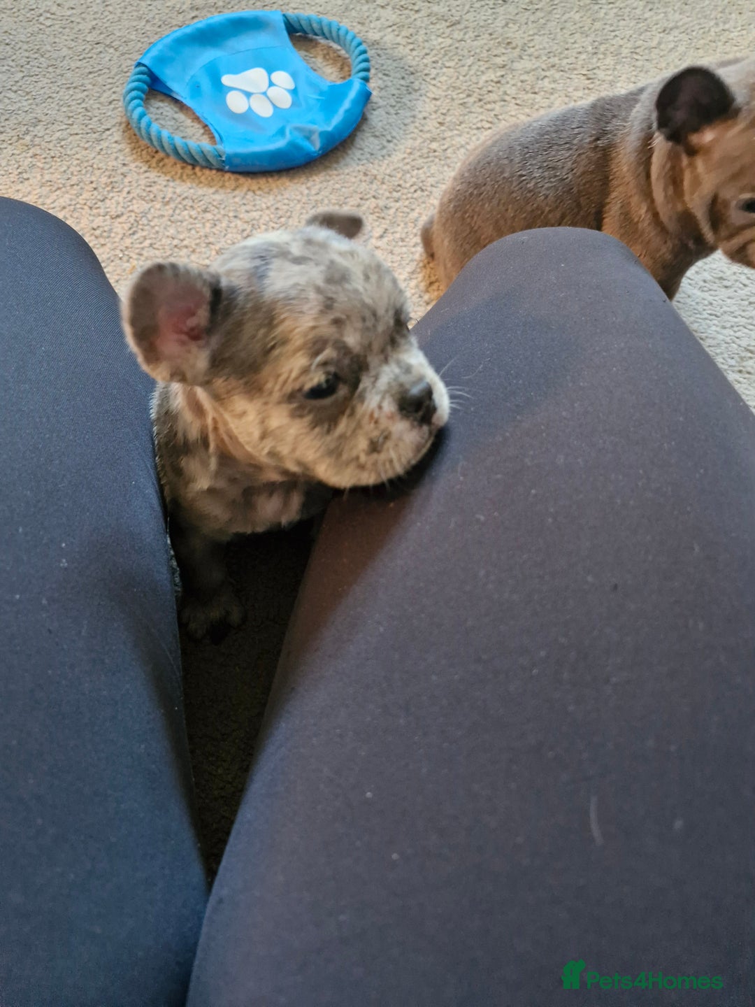 French Bulldog dogs for sale: Male and female frenchies - Image 6