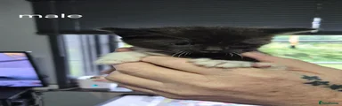 Mixed Breed Kitten 1