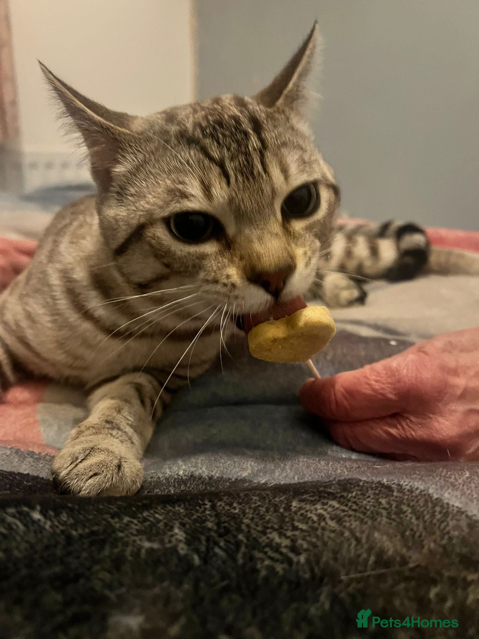 Bengal cats for sale: Snow Bengal cat for sale - Advert 8