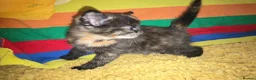 Mixed Breed cats for sale: 3 kittens for sale  - Advert 4