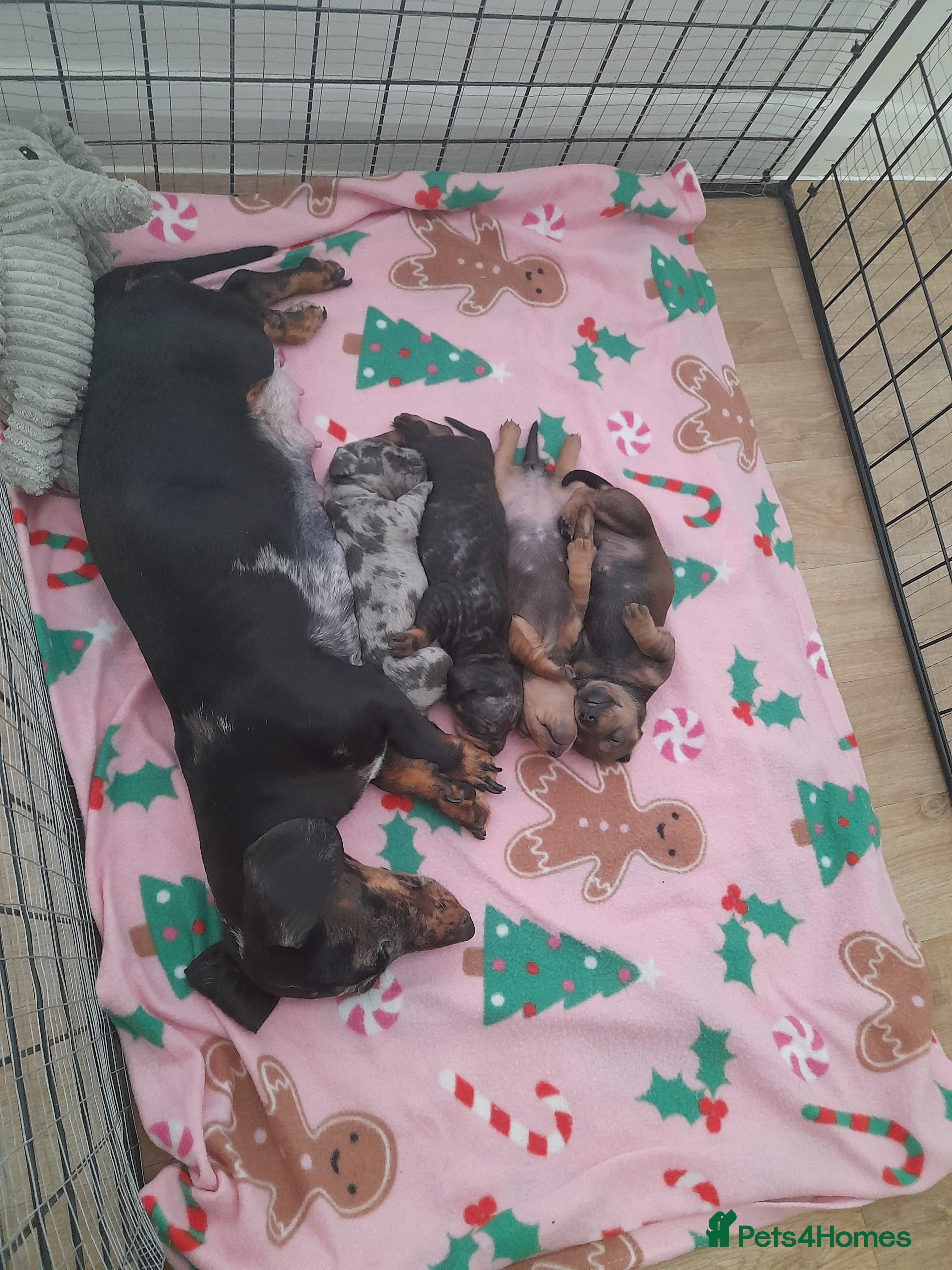 Dachshund dogs Daschund puppies ready on 8th april  - Advert 2