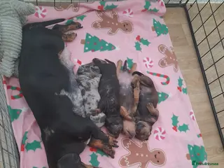 Dachshund dogs Daschund puppies ready on 8th april - Advert 3