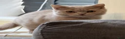 British Shorthair cats for sale: 🐾BEAUTIFUL BSH 2 LEFT READY TO GO🐾   - Advert 4
