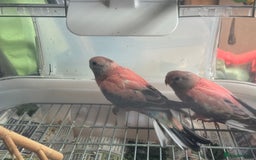 Parakeets birds for sale: 2 Rosa bourkes  - Image 8