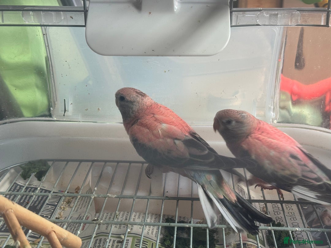 Parakeets birds for sale: 2 Rosa bourkes  - Image 8