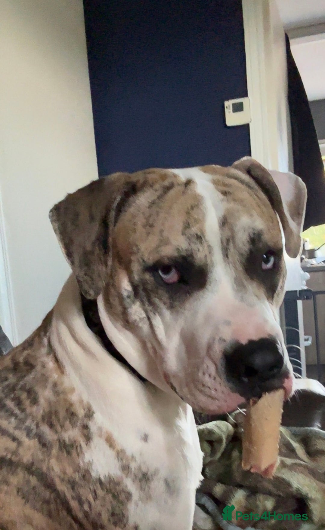 American Bulldog dogs for sale: 1 year old American bulldog  - Advert 5