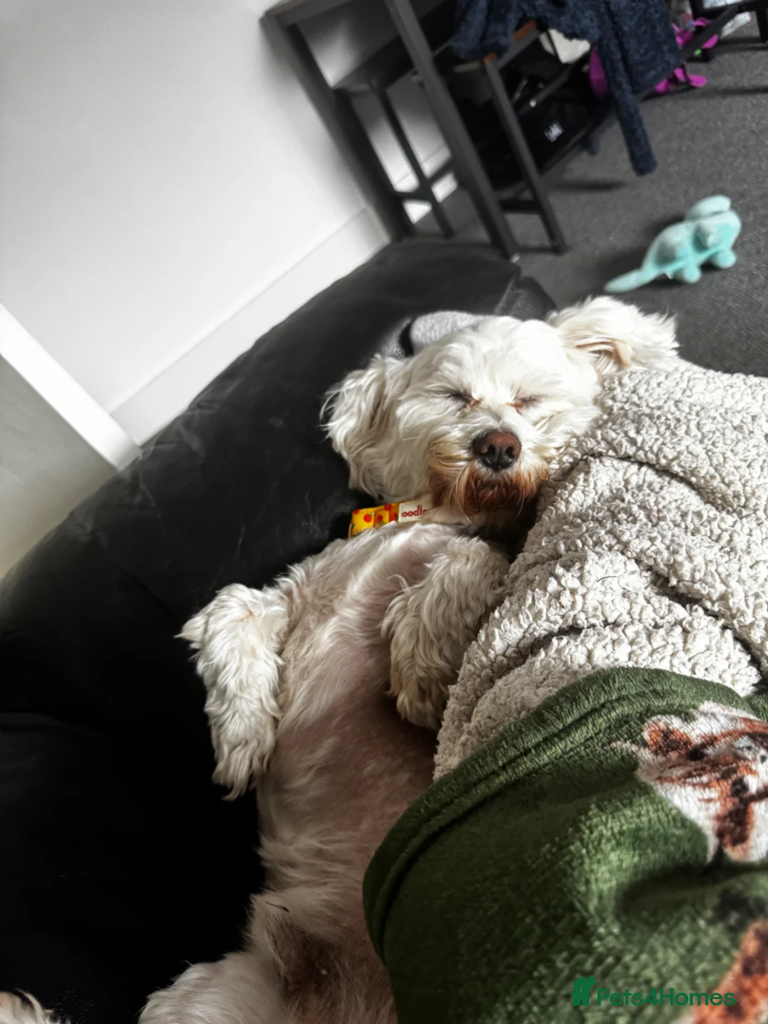 Mixed Breed dogs for sale: Lovely max in Eastbourne - Advert 1