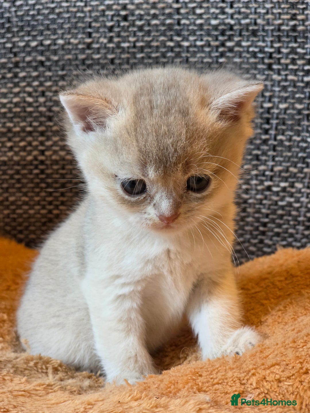 British Shorthair cats for sale: British shorthair Tica😻😽🐈😺😍🌹🌸🌼 - Advert 16