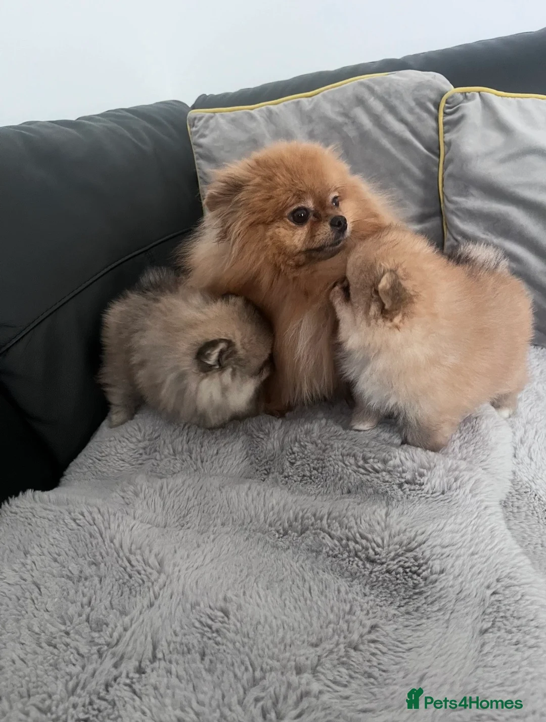 Pomeranian dogs for sale: 🐻Teddy Bear Type 🏆Top Quality  - Advert 8