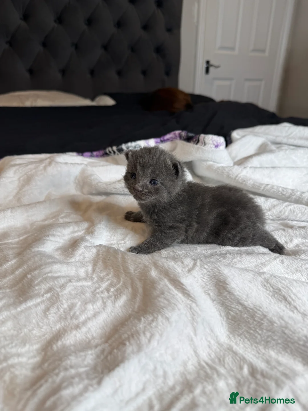 British Shorthair cats for sale: Our British Shorthair Grey Kittens  - Advert 28