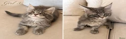 Maine Coon cats for sale:     Stunning TICA Registered Maine Coon Kittens - Advert 3