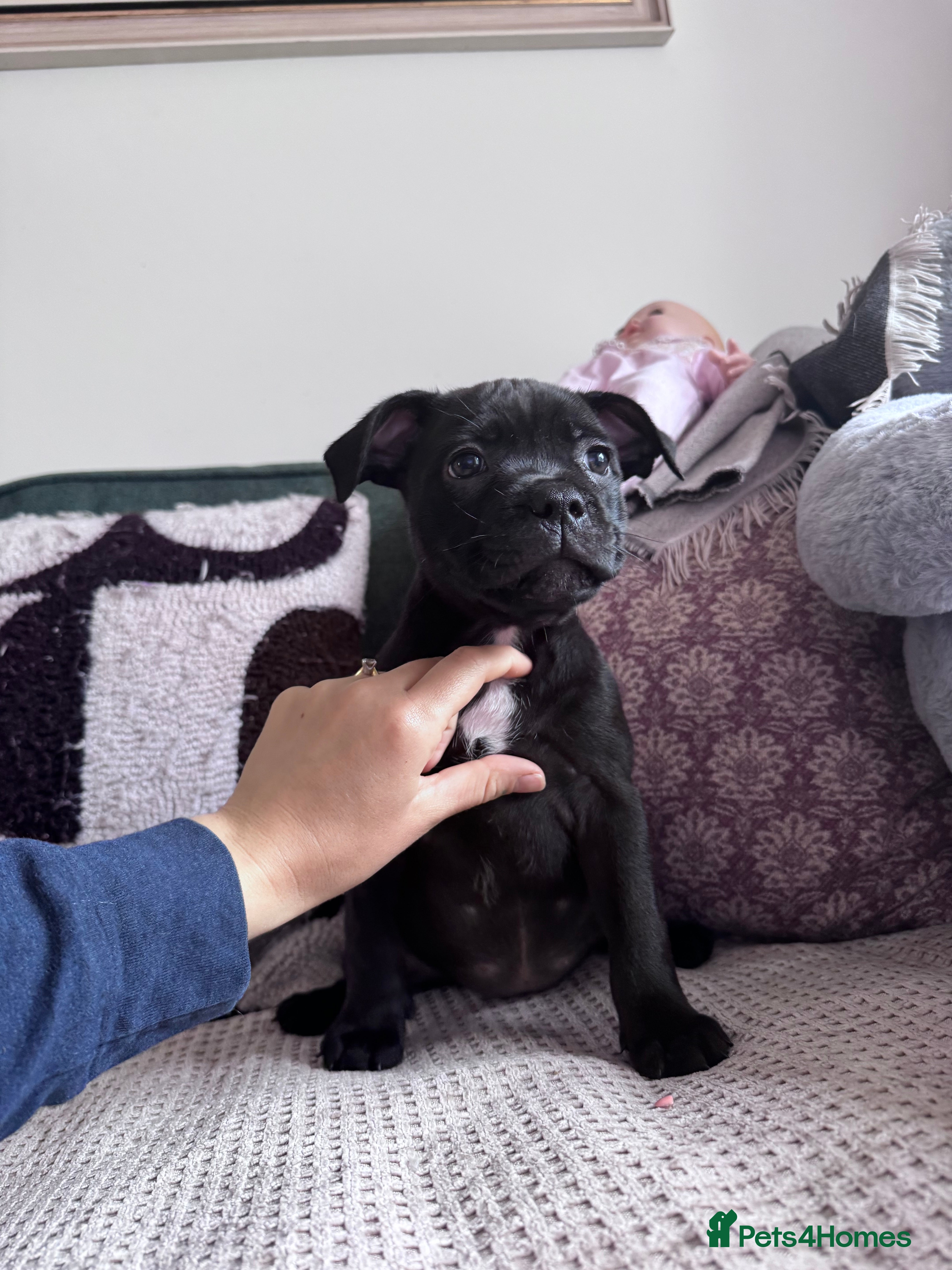 Staffordshire Bull Terrier dogs KC REG SBT STOCKY BLACK BITCH - Advert 8