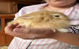 Mini Lop rabbits for sale: 1 beautiful mini lops for sale  - Image 13
