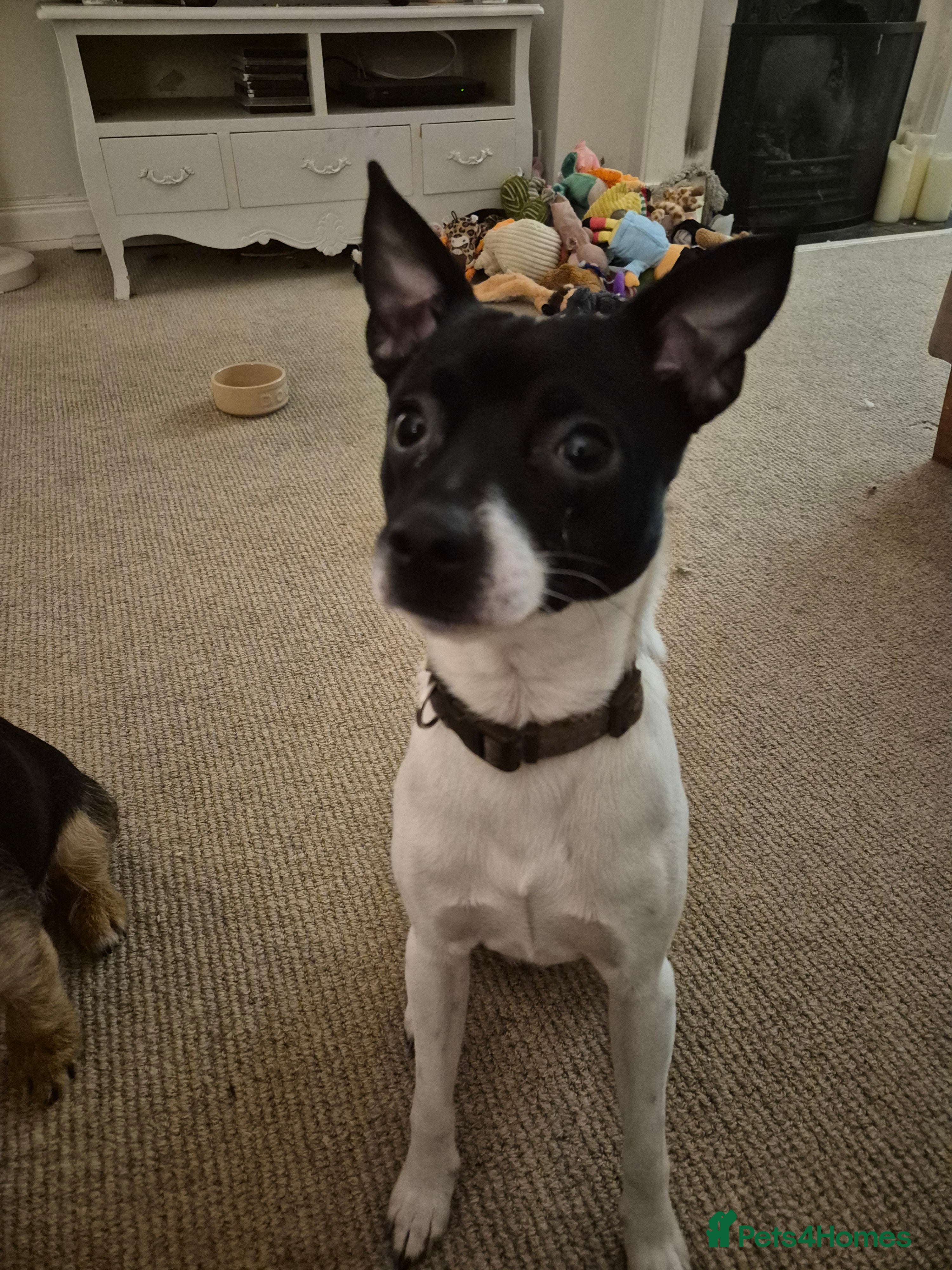 Jack Chi dogs Chihuahua x Jack Russell For Stud - Advert 1