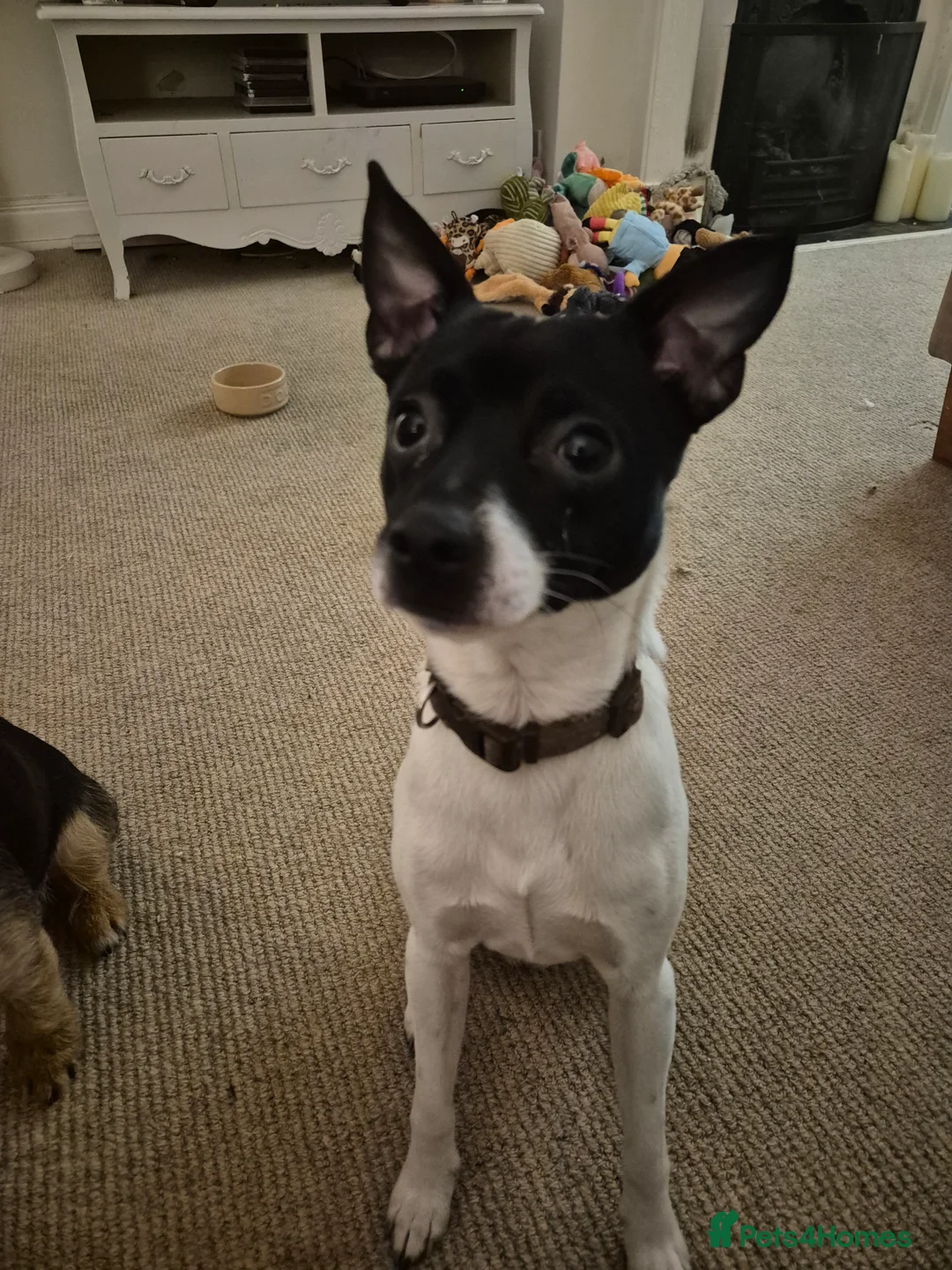 Jack Chi dogs for stud: Chihuahua x Jack Russell For Stud - Advert 1