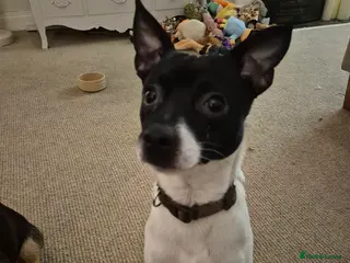 Jack Chi dogs Chihuahua x Jack Russell For Stud - Advert 1