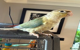 Conures birds for sale: Baby Hand Reared Conures 18 weeks Old - Image 8