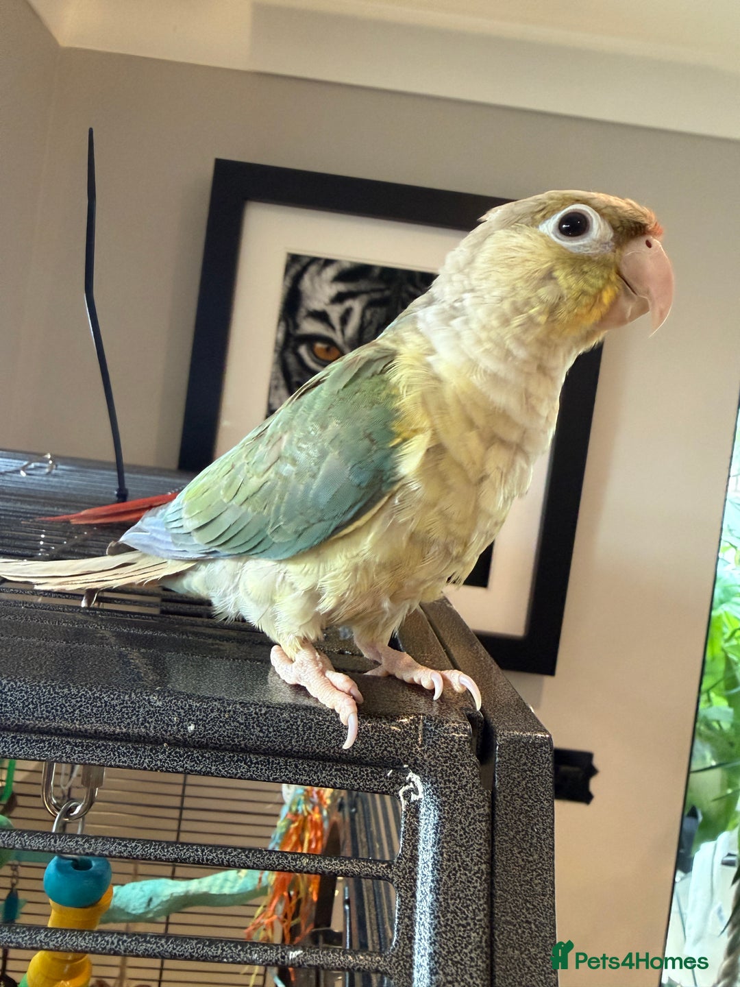 Conures birds for sale: Baby Hand Reared Conures 18 weeks Old - Image 8