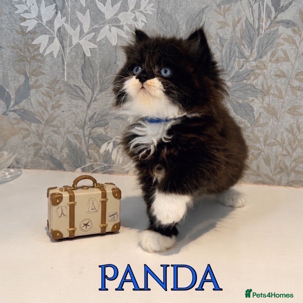 Persian cats REDUCED 1 LEFT Beautiful LongHair Persian PKD neg - Advert 1