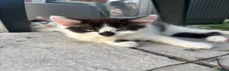 Turkish Angora cats for sale: 2 female 1 male Turkish angora kittens  - Advert 6