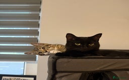 British Shorthair cats for sale: 2 Female Kittens - Image 1