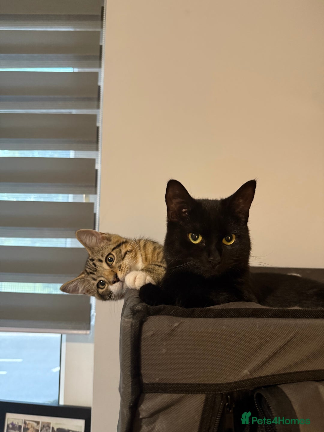 British Shorthair cats for sale: 2 Female Kittens - Image 1