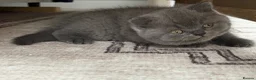 British Shorthair cats for sale: Beautiful British Shorthair and Longhair Kittens  - Advert 10