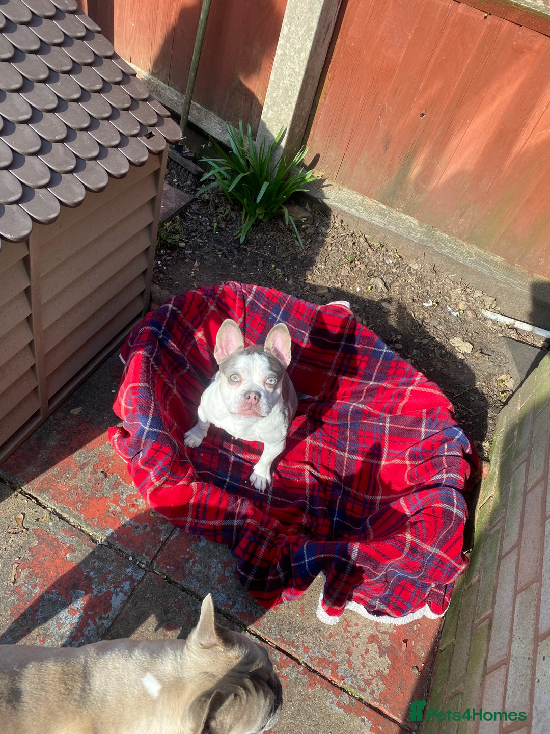 Mixed Breed dogs for sale: Lottie - Advert 1