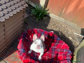 Mixed Breed dogs Lottie - Advert 1