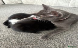 Mixed Breed cats for sale: 3 male kittens  - Image 9