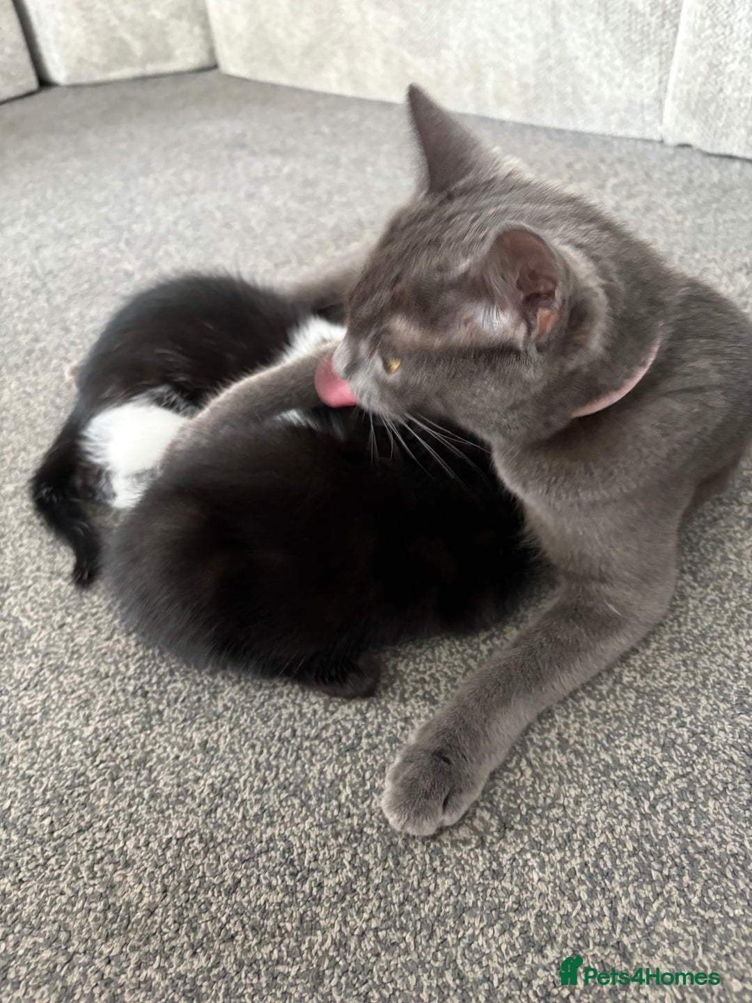 Mixed Breed cats for sale: 3 male kittens  - Image 9