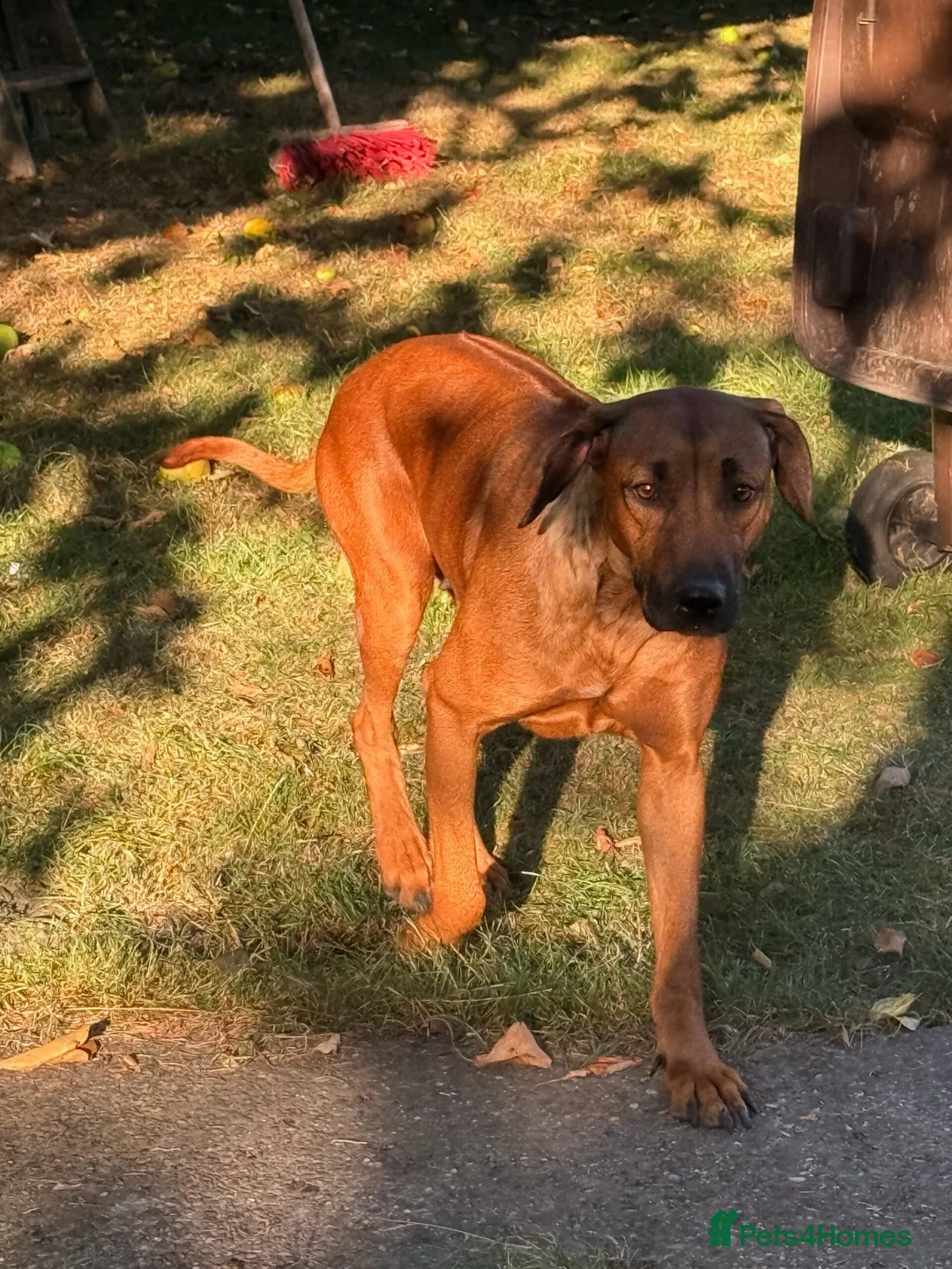 Rhodesian Ridgeback dogs for sale: Rhodesian Ridgeback later DUE 26th FEB - Advert 2