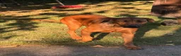 Rhodesian Ridgeback dogs for sale: Rhodesian Ridgeback later DUE 26th FEB - Advert 2