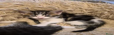 Mixed Breed 2