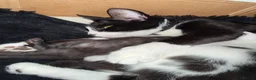 Mixed Breed cats for sale: 5 happy healthy short haired kittens from Lola  - Advert 14