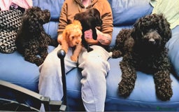 Cockapoo dogs for sale: READY TO LEAVE 4TH OF DECEMBER - Advert 8