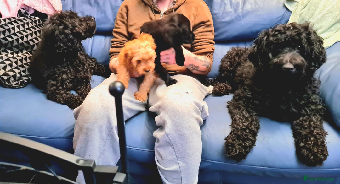 Cockapoo dogs for sale: READY TO LEAVE 4TH OF DECEMBER - Advert 8