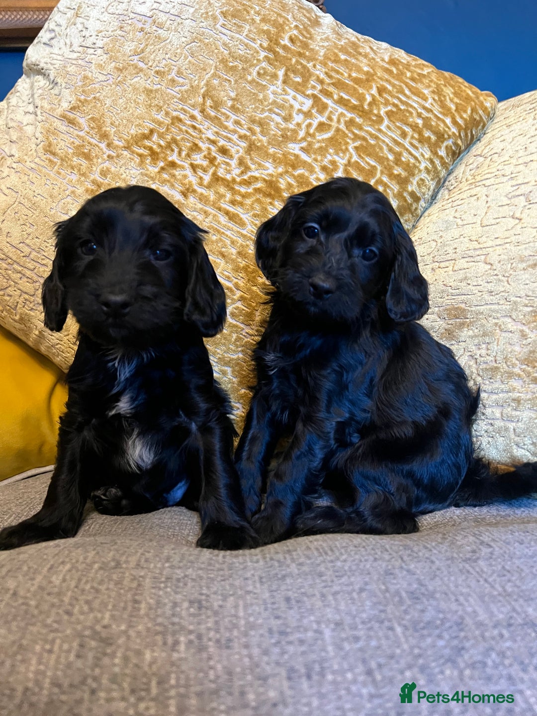 Cockapoo dogs for sale: F1 Cockapoo puppies boys - Image 9